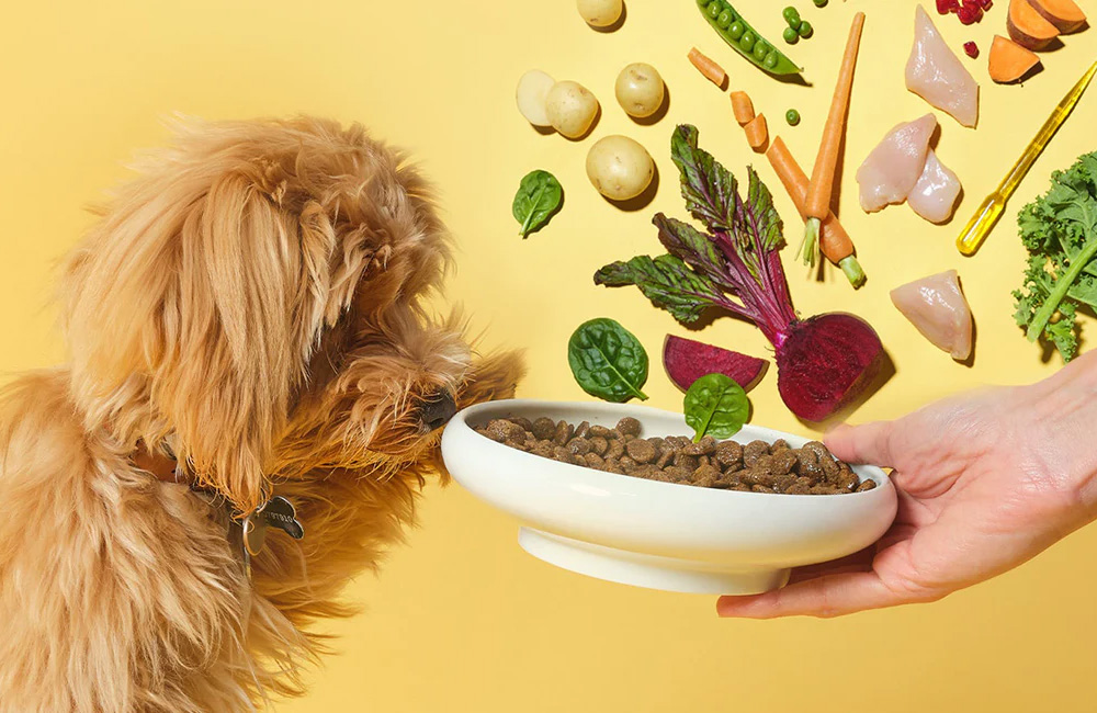 Animalerie -Animalerie 1