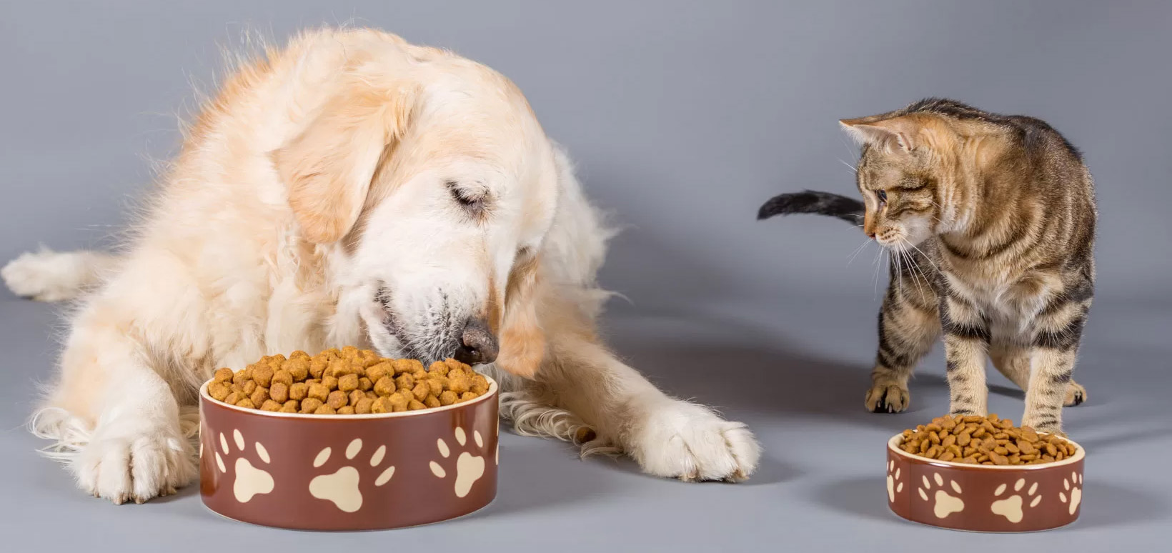 Animalerie -Animalerie 3