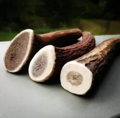 Evident Bois De Cerf Entier L -Animalerie bois de cerf 2 1 1 1