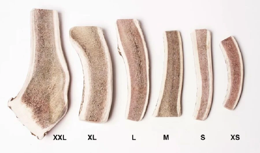 Evident Bois De Cerf Tranché L 4 Evident Bois De Cerf Tranché L – Image 2