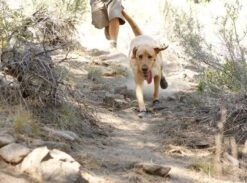 Bottines Ruffwear Grip Trex Rouge M 70 Mm Destockage -Animalerie bottines ruffwear grip trex rouge 8 1 2 1