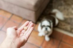 Drontal Chien 6 Cps -Animalerie drontal 1 2