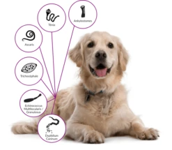 Drontal Chien 6 Cps -Animalerie drontal chien 1 2