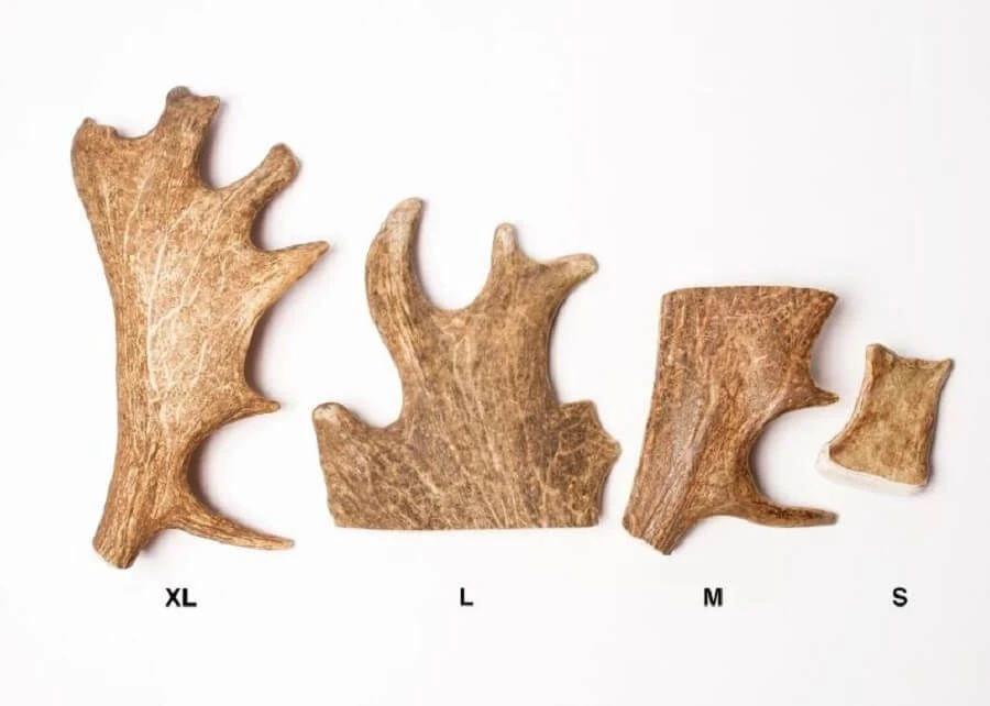 Evident Bois De Daim L 4 Evident Bois De Daim L – Image 2