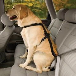 Kurgo Tru-Fit Smart Harnais Voiture Et Marche Sécurité Noir XL -Animalerie kurgo harnais tru fit smart enhanced strenght pour voiture la compagnie des animaux 2 1 1 1 1