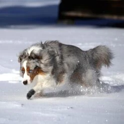 Pawz Bottes Noires M -Animalerie pawz bottes bleues m la compagnie des animaux 4 2