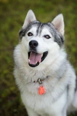 Tickless Pet Orange à Pile 7 Tickless Pet Orange à Pile -Animalerie tickless pet orange pile3 1