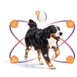 Virbac Movoflex Chien L -Animalerie virbac movoflex chien l 5