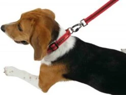 Zolux Laisse MOOV Rouge 20 Mm -Animalerie zolux laisse moov 20 mm3